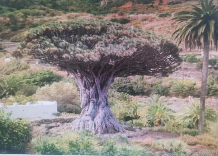 Tradicional Casa Canaria Con Piscina Y Vistas Al Teide 別荘 イコー・デ・ロス・ビノス